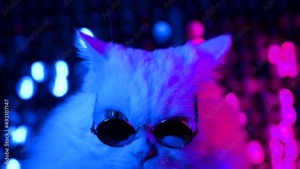 Wall mural portrait of white fluffy cat in fashion round black eyewear. studio neon light footage. thoroughbred