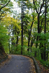 Fototapeta premium path in the woods