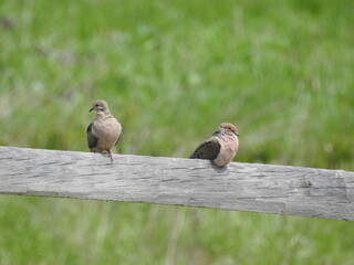 A pair of Mourning Doves relaxing on a wooden fence post in Adams County, Pennsylvania.