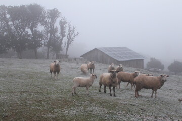 ovelhas em dia de geada com neblina em Bento Gonçalves