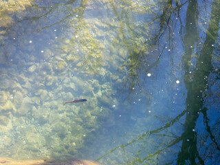 close up of a rainbow trout swimming at a local nature center. Rainbow trout (Oncorhynchus mykiss) zoomed in underwater in natural river habitat