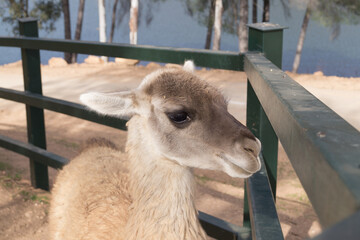 Portrait of a baby or young llama  in an enclosure. Domesticated South American camelid in an animal reserve or sanctuary. © Alejandro Tapia