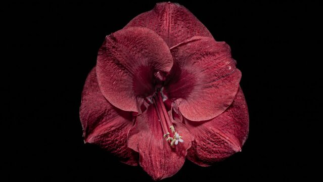 Reverse Time Lapse of Red Amaryllis. The Birth of Beauty. Withered Flower Comes Back to Life. Perfect Spring Plant Hippeastrum Rebirth