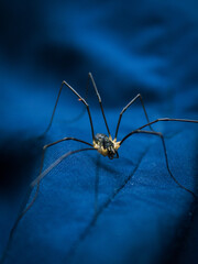 Spider haymaker (Phalangium opilio) waits for prey on the leaves of Gortensia