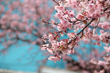 Cerejeiras floridas na Via del Vino, em bento Gonçalves