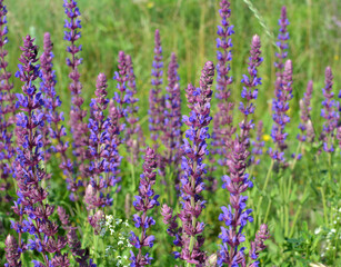 Fototapeta premium Among the wild herbs, blooms sage (Salvia pratensis)