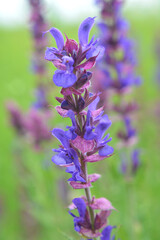 Among the wild herbs, blooms sage (Salvia pratensis)