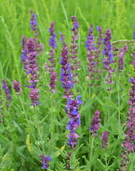 Among the wild herbs, blooms sage (Salvia pratensis)