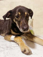 Big black old blind dog at the vet clinic with intravenous drip. Ill pet treatment