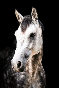 Pferd im Portrait vor schwarzem Hintergrund