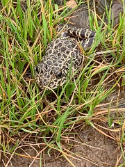 Rana areolata areolata, crawfish frog in the grass near the water