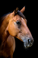 Pferd im Portrait vor schwarzem Hintergrund