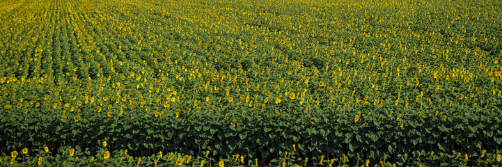 Panorama of field of sunflowers in the Czech Republic