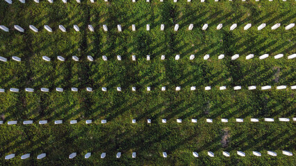 Aerial drone view of gravestones in Memorial centre Potocari, Srebrenica. Cemetery for the victims...