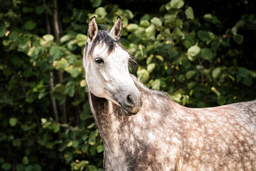 Schimmelstute auf der Koppel, Pferd steht unter dem Baum