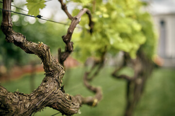 grapes plant green sprouts in a vineyard