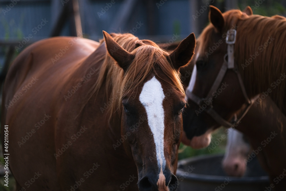 Wall mural Herd of quarter horse mares in early morning light on ranch close up. - Wall murals