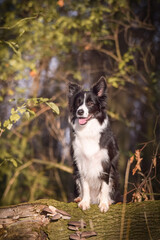 border collie is sitting in the forest. It is autumn portret.