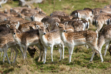 Young Fallow Deer 