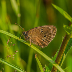 Ringlet Butterfly