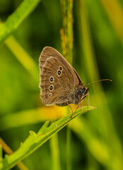 Ringlet Butterfly