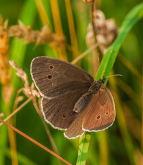Ringlet Butterfly