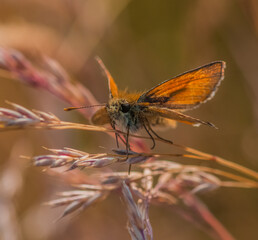 Large Skipper