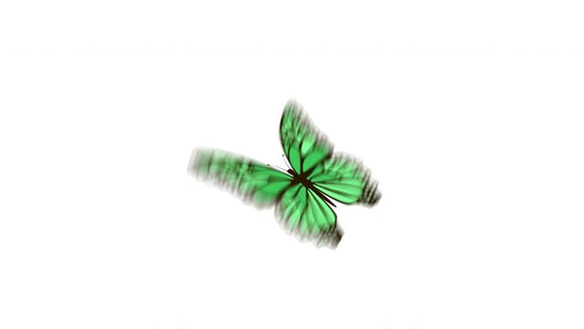 Animation of realistic beautiful butterfly. Flight of a green butterfly on a white background with a separate alpha channel. Butterfly flying and flapping wings. Can be used for your project. 4K.