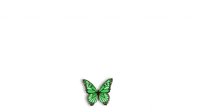 Flight of a green butterfly on a white background with a separate alpha channel. Animation of realistic beautiful butterfly. Butterfly come from, flying and fly away.Can be used for your project. 4K.