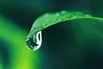A drop of water on the edge of falling from a leaf - Powered by Adobe
