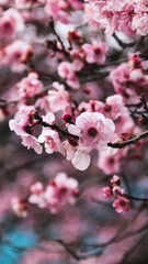 flores na Via del vino em Bento Gonçalves, rio grande do SUl