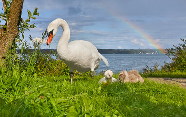 Fürsorgliche Schwanenfamilie an einem Bayrischen Seeufer mit schönem Regenbogen im Hintergrund....