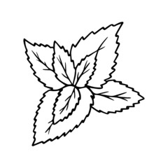 Hand drawn peppermint doodle. Mint branch with leaves in sketch style.  Vector illustration isolated on white background.