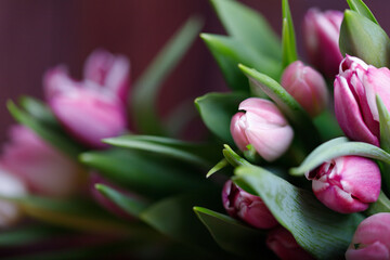 Fototapeta premium spring tulips on pink background. Greeting card for mothers day