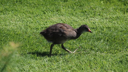 Kew Gardens