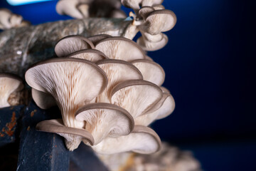 Oyster mushroom grown in the bag in the dark