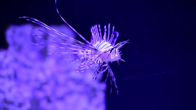 4k video of lion fish in sea saltwater aquarium on blue background, nature and wild life