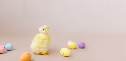 Easter background with easter chicks and eggs. Easter decor
