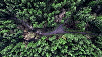 Path forking in a forest