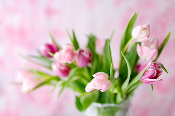 Obraz premium spring tulips on pink background. Greeting card for mothers day
