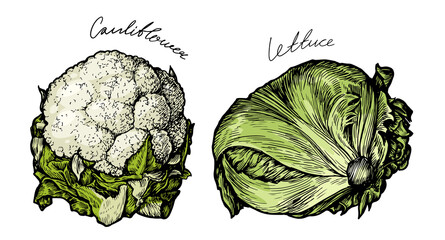 Cauliflower, lettuce vegetable with fresh green leaves. Diet nutrition, vegetarian organic farm food - obrazy, fototapety, plakaty