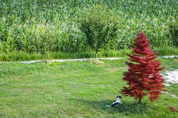dog under red tree 