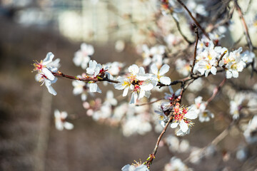Blooming plum tree