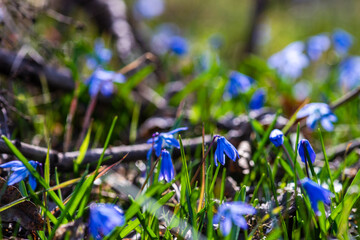 First spring Scilla siberica flowers