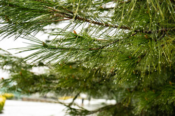 Fototapeta premium Snow in Tbilisi in the spring