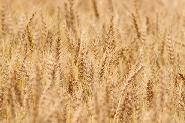 季節は麦秋　日本の麦畑　黄金色に輝く畑はとても綺麗です。
The season is wheat autumn, Japanese wheat fields, and the golden fields are very beautiful. 