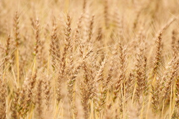 季節は麦秋　日本の麦畑　黄金色に輝く畑はとても綺麗です。
The season is wheat autumn, Japanese wheat fields, and the golden fields are very beautiful. 