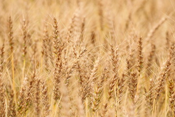 季節は麦秋　日本の麦畑　黄金色に輝く畑はとても綺麗です。
The season is wheat autumn, Japanese wheat fields, and the golden fields are very beautiful. 