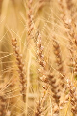 Fototapeta premium 季節は麦秋 日本の麦畑 黄金色に輝く畑はとても綺麗です。 The season is wheat autumn, Japanese wheat fields, and the golden fields are very beautiful. 