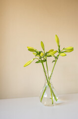 Vertical closeup of unopened lily flowers in glass vase on white table against beige wall (selective focus)
